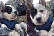 puppy hike video