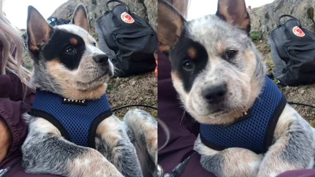 puppy hike video