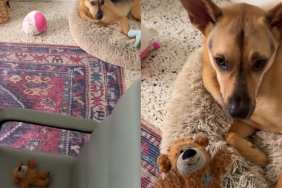 Rescue puppy surprise owner video