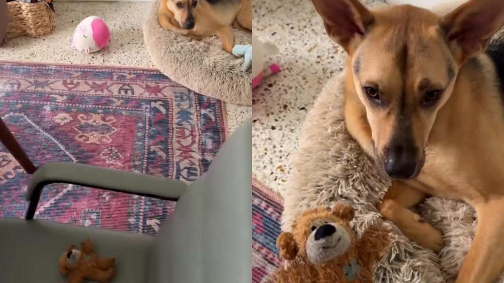 Rescue puppy surprise owner video