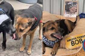 rescue dog video