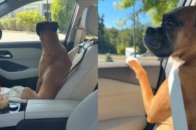 dog pup cups video