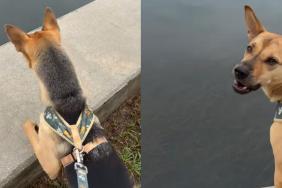 Rescue puppy manatees video