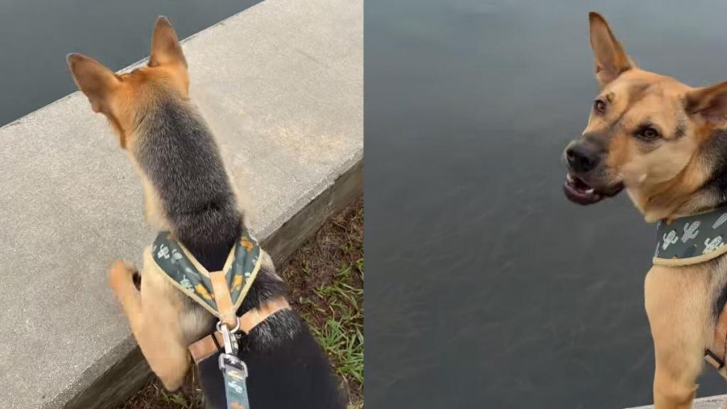 Rescue puppy manatees video