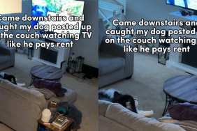 Video: Owner Captures Malamute on the Couch Watching TV All by Himself