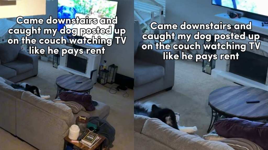 Video: Owner Captures Malamute on the Couch Watching TV All by Himself