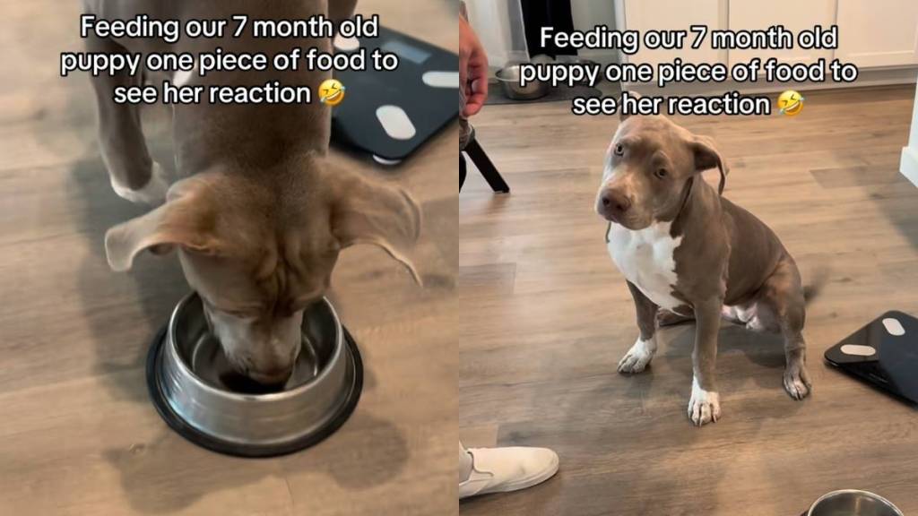 puppy kibble video