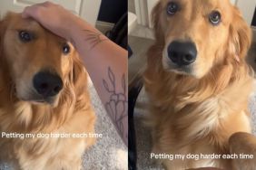 Golden Retriever pet video
