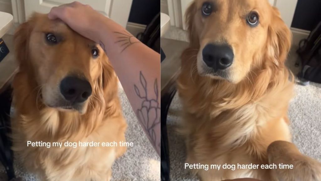 Golden Retriever pet video