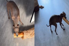 dog mission steal video