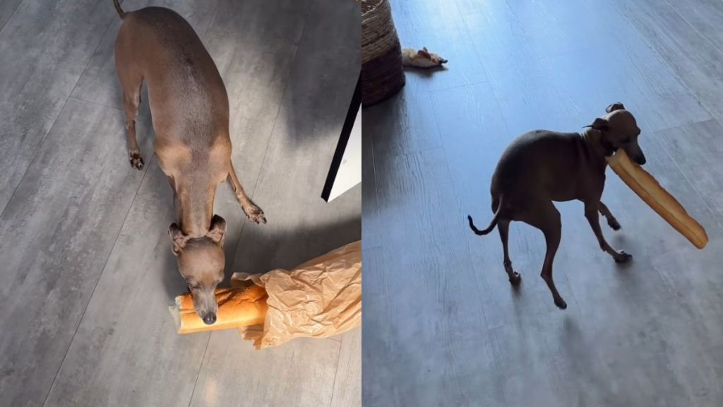 dog mission steal video