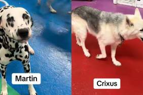 Daycare dogs names video