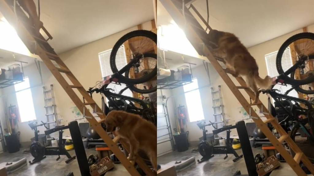Golden Retriever climb ladder video