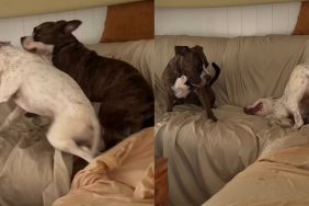 dog energy video
