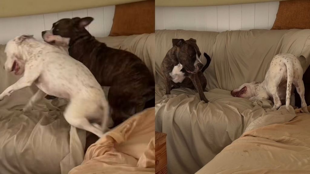 dog energy video