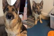 Video: German Shepherd’s ‘Dog Math’ Is a Little Unusual but Users Defend Him Anyways