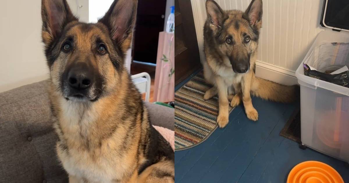 Video: German Shepherd’s ‘Dog Math’ Is a Little Unusual but Users Defend Him Anyways