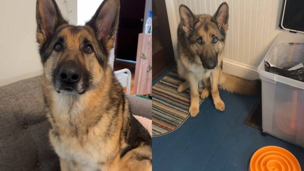 Video: German Shepherd’s ‘Dog Math’ Is a Little Unusual but Users Defend Him Anyways