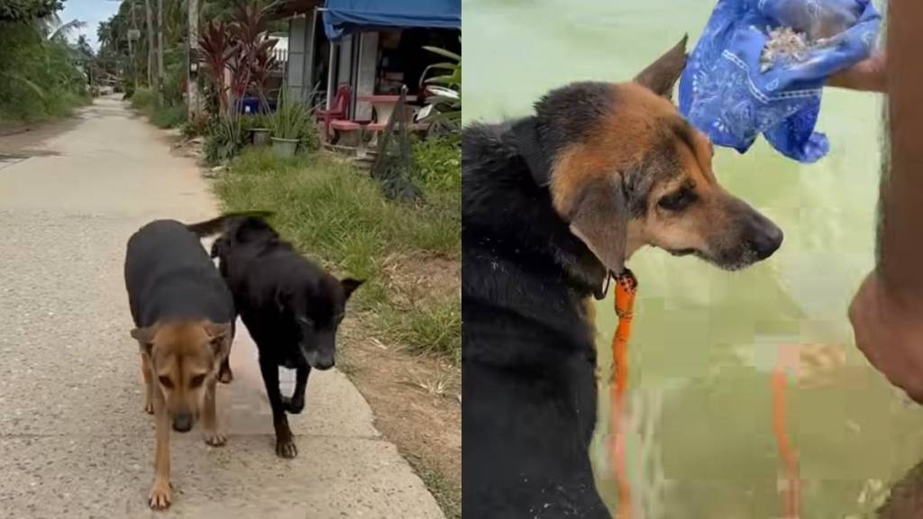 rescue dog video
