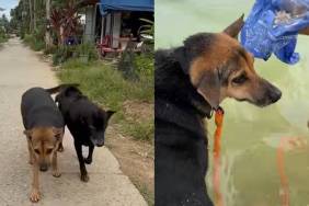 rescue dog video
