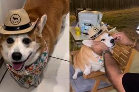Corgi video