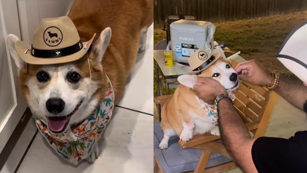 Corgi video