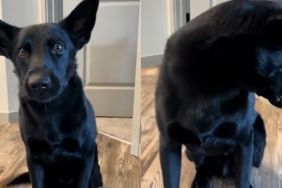 dog walk reverse video