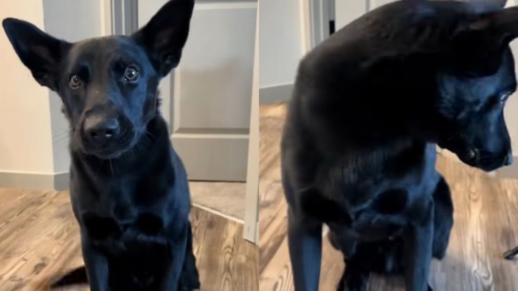 dog walk reverse video