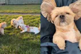 Shih Tzus facts video