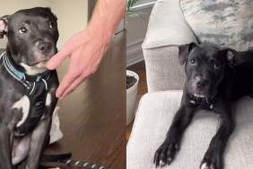 Foster dog video