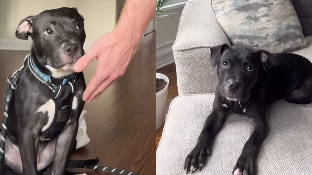 Foster dog video