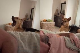 rescue puppy alarm clock video