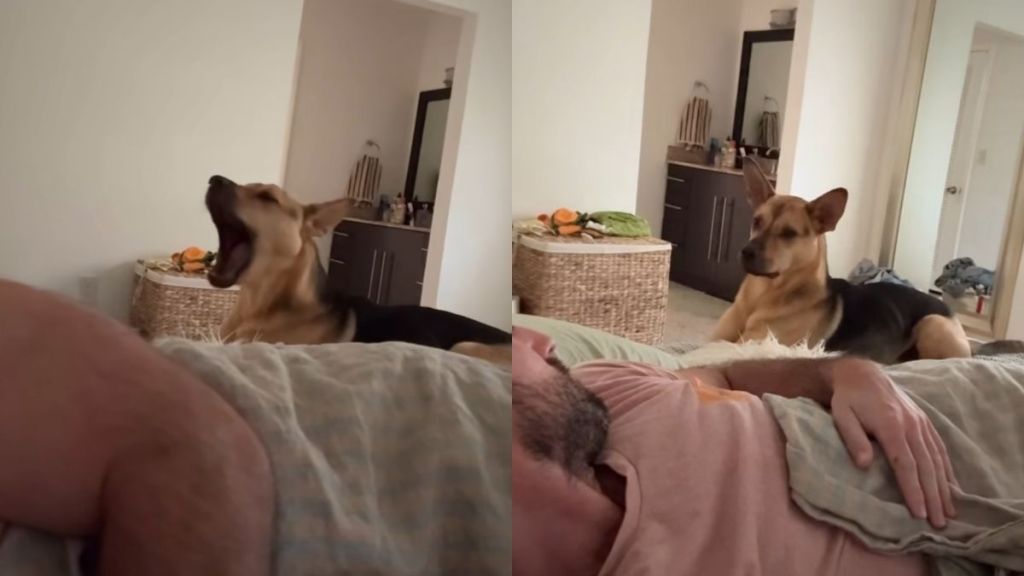 rescue puppy alarm clock video