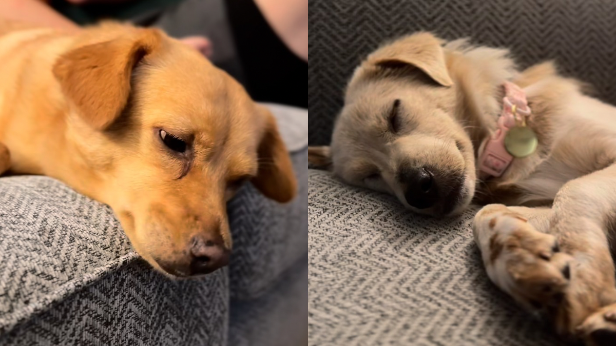 Video: Owner Surprises Family With New Rescue Puppy & Their Reactions ...