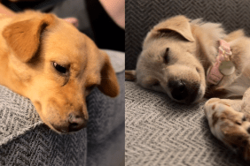 Rescue puppy video