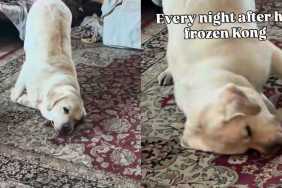 Labrador snout video