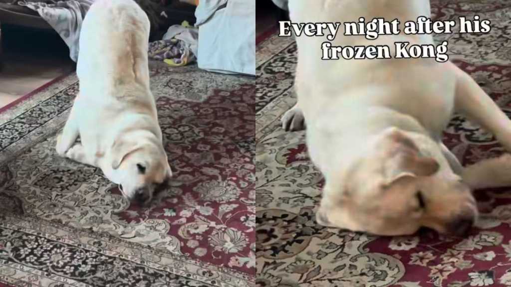 Labrador snout video