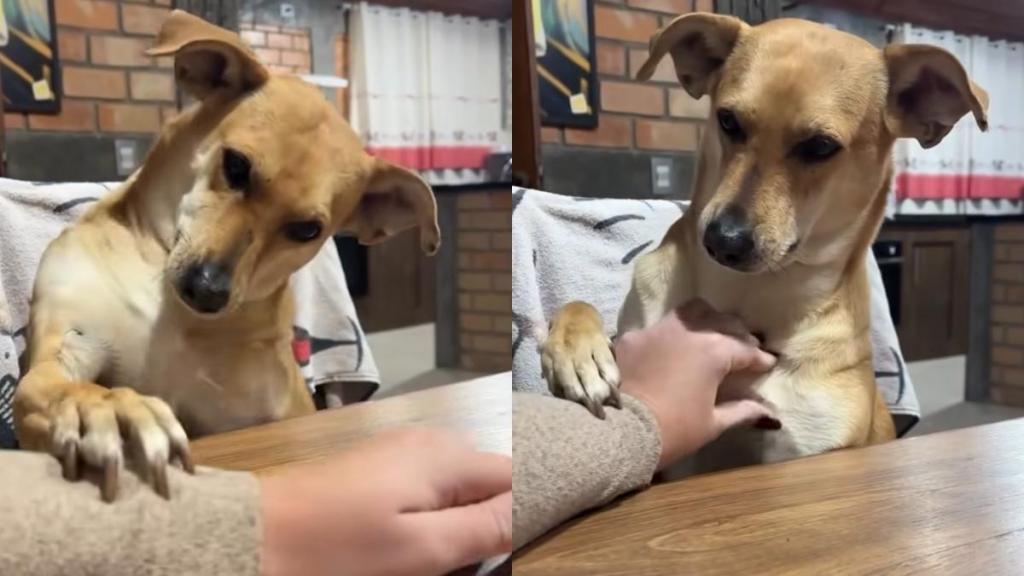dog scratches viral video
