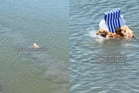 Video: Golden Retriever Siblings Unleash Chaos on Dad’s Peaceful Lake Time