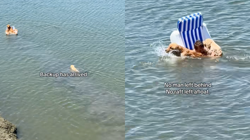 Video: Golden Retriever Siblings Unleash Chaos on Dad’s Peaceful Lake Time