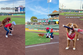 Dog throwing the first pitch at a game.