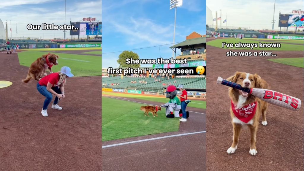 Dog throwing the first pitch at a game.