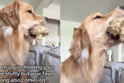 Golden Retriever lets out adorable awoos while holding a toy in his mouth.
