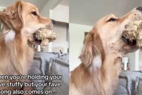 Golden Retriever lets out adorable awoos while holding a toy in his mouth.
