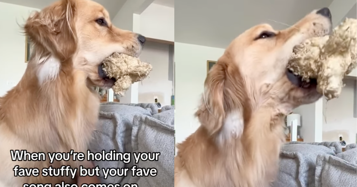 Video: Golden Retriever Wants To Sing While Holding His Toy in His Mouth & the Results Are Hilarious