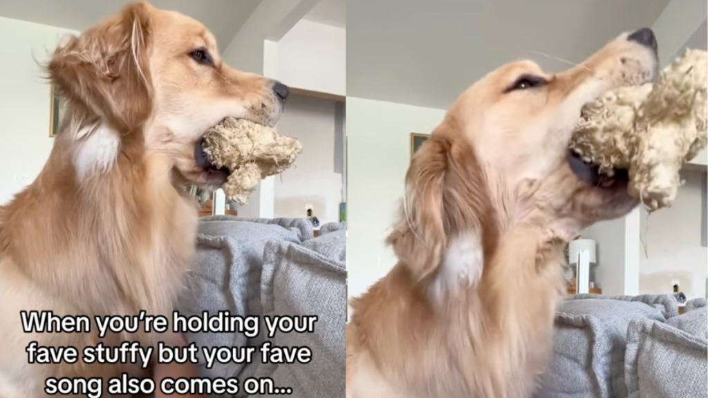 Golden Retriever lets out adorable awoos while holding a toy in his mouth.