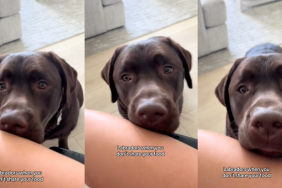 Video: Labrador Gives ‘Aggressive Boops’ to Owner When They Don’t Share Food
