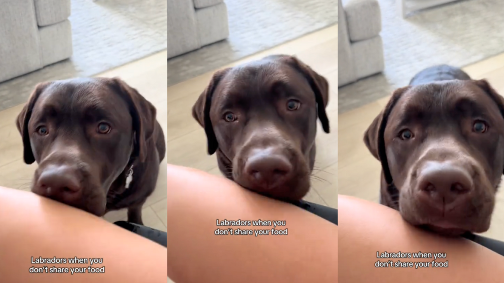 Video: Labrador Gives ‘Aggressive Boops’ to Owner When They Don’t Share Food