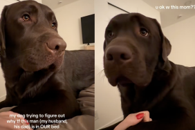 Labrador can't understand why his dad is in the same bed as him and mom.