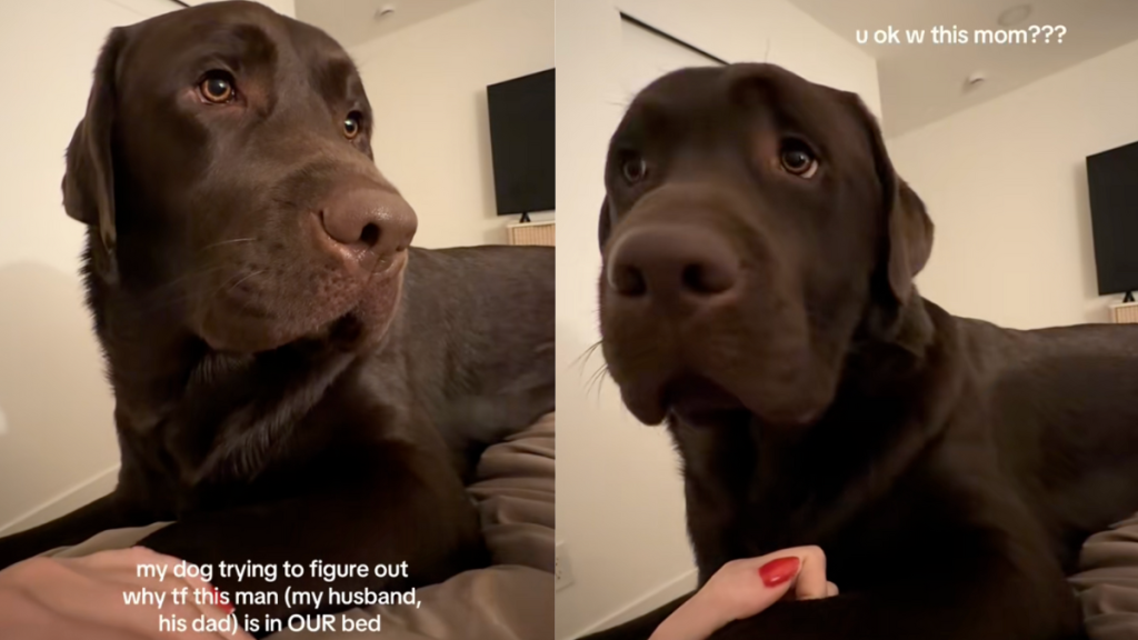 Labrador can't understand why his dad is in the same bed as him and mom.